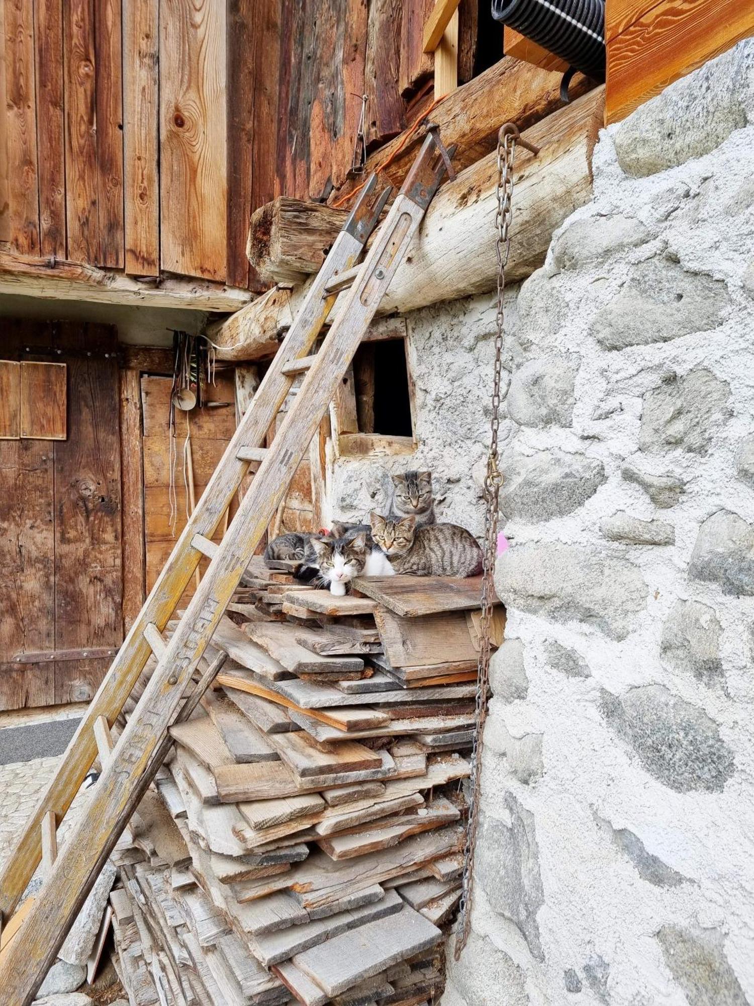 Villa Alpina Campiglio Madonna Extérieur photo