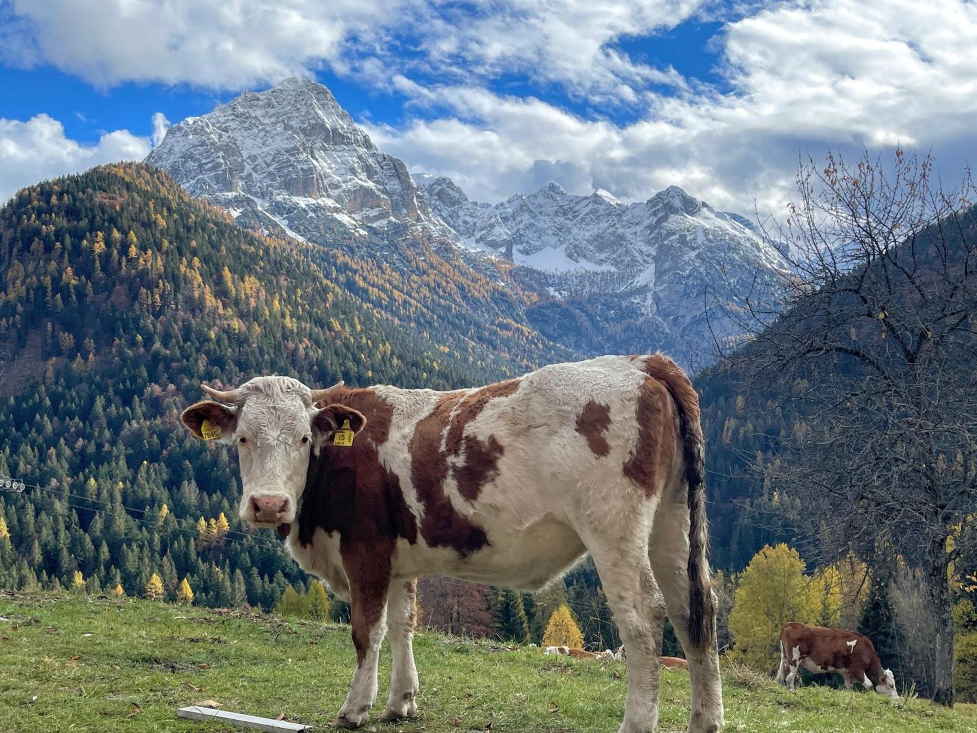 Villa Alpina Campiglio Madonna Extérieur photo